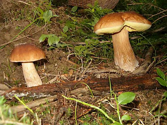 hríb smrekový Boletus edulis Bull.