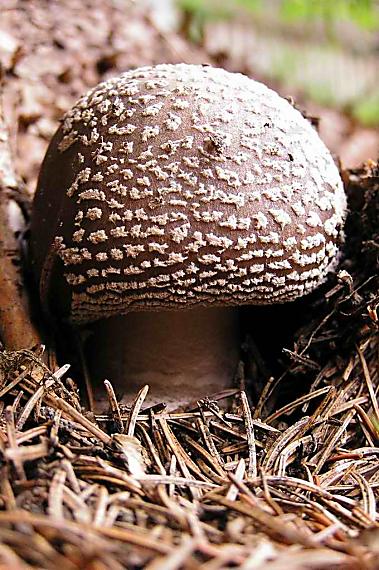 muchotrávka Amanita sp.