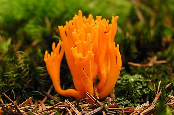 parôžkovec lepkavý Calocera viscosa (Pers.) Fr.