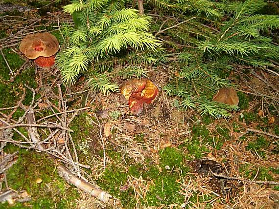 hríb zrnitohlúbikový Sutorius luridiformis (Rostk.) G. Wu & Zhu L. Yang