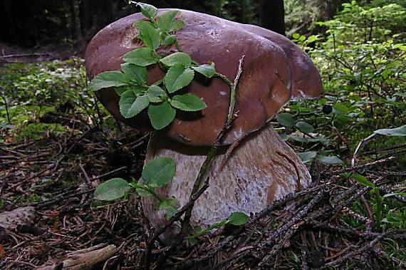 hríb smrekový Boletus edulis Bull.