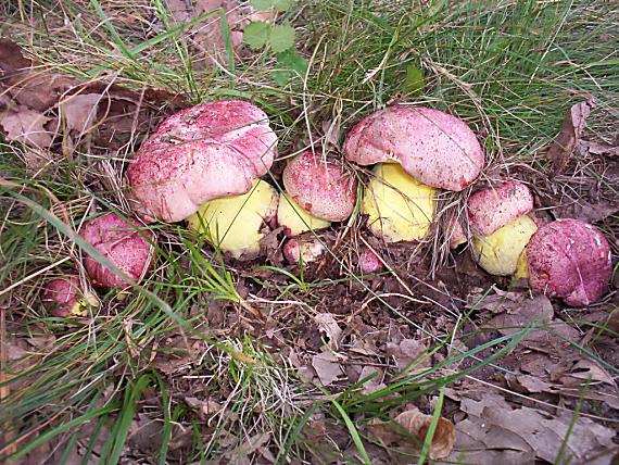 hríb kráľovský Butyriboletus regius (Krombh.) D. Arora & J.L. Frank