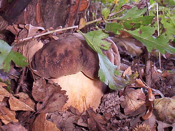 hríb bronzový Boletus aereus Bull. ex Fr.