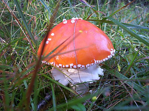 muchotrávka červená Amanita muscaria (L.) Lam.