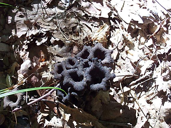 lievik trúbkovitý Craterellus cornucopioides (L.) Pers.