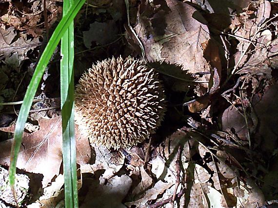 prášnica pichliačová Lycoperdon echinatum Pers.