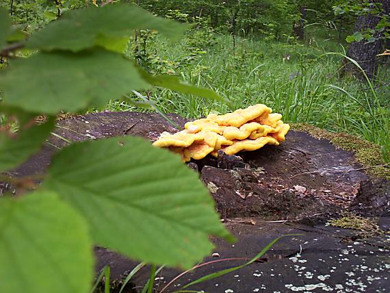 sírovec obyčajný Laetiporus sulphureus (Bull.) Murrill