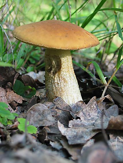 kozák Leccinum sp.