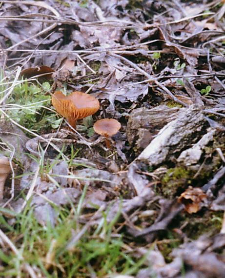 smeťovka zimná/Kržatka zimní Tubaria furfuracea (Pers.) Gillet