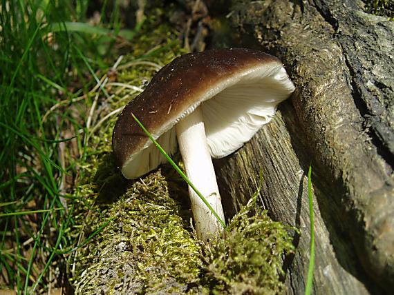 štítovka jelenia/Štítovka jelení Pluteus cervinus (Schaeff.) P. Kumm.