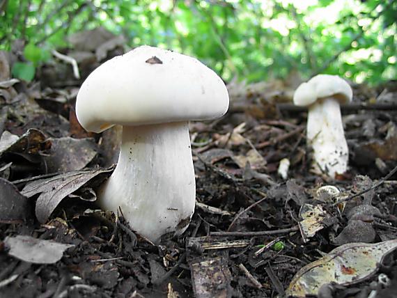 čírovnica májová. Calocybe gambosa (Fr.) Donk