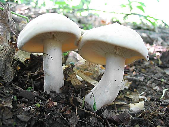 čírovnica májová. Calocybe gambosa (Fr.) Donk