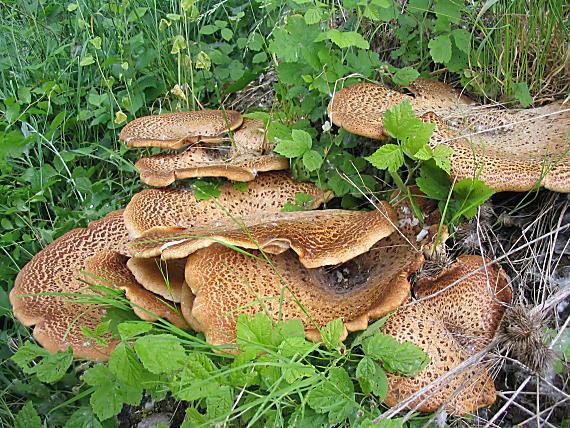 trúdnik šupinatý. Cerioporus squamosus (Huds.) Quél.