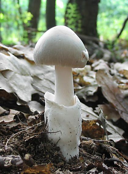 muchotrávka pošvatá. Amanita vaginata (Bull.) Lam.