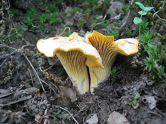 kuriatko jedlé. Cantharellus cibarius Fr.