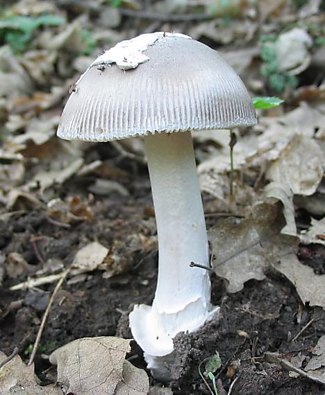 muchotrávka pošvatá. Amanita vaginata (Bull.) Lam.