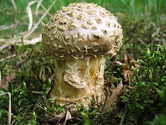 muchotrávka tigrovaná jedľová. Amanita abietum E.-J. Gilbert