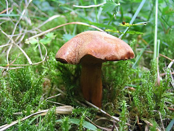 meďovec korenistý. Chalciporus piperatus (Bull.) Bataille