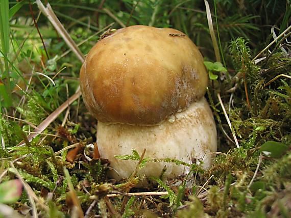 hríb dubový. Boletus reticulatus Schaeff.