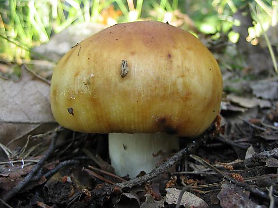 plávka smradľavá. Russula foetens Pers.