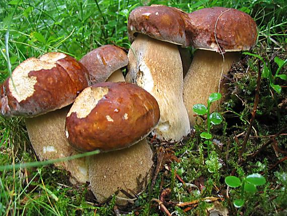 hríb dubový. Boletus reticulatus Schaeff.