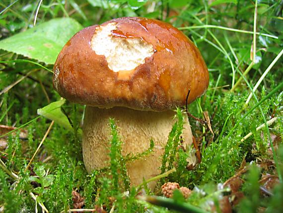 hríb dubový. Boletus reticulatus Schaeff.