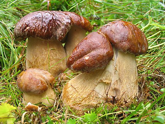 hríb dubový. Boletus reticulatus Schaeff.