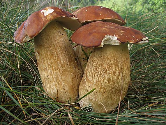 hríb dubový. Boletus reticulatus Schaeff.