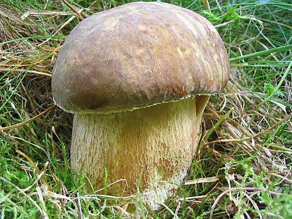 hríb dubový Boletus reticulatus Schaeff.