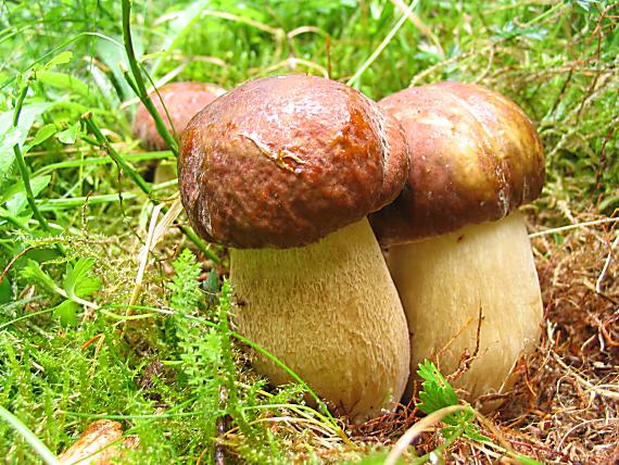 hríb dubový Boletus reticulatus Schaeff.