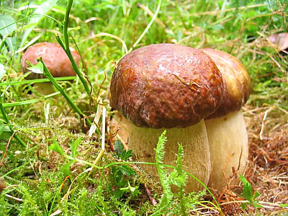 hríb dubový Boletus reticulatus Schaeff.