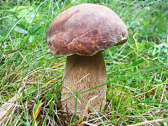 hríb dubový Boletus reticulatus Schaeff.