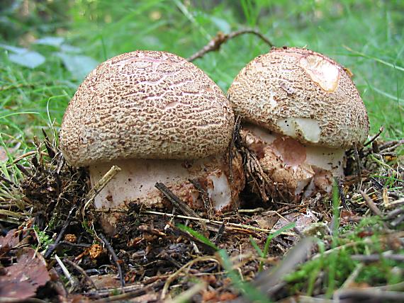 muchotrávka červenkastá Amanita rubescens Pers.