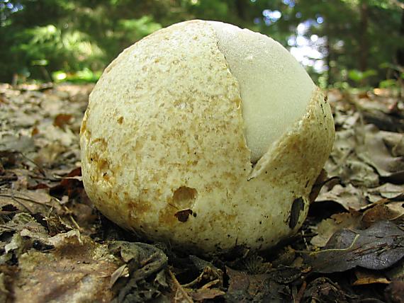 pošvovec stromový Volvariella bombycina (Schaeff.) Singer