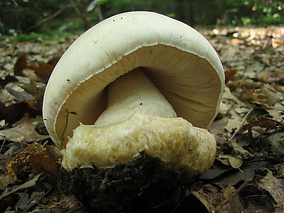 pošvovec stromový Volvariella bombycina (Schaeff.) Singer