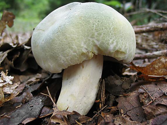 plávka zelenkastá Russula virescens (Schaeff.) Fr.