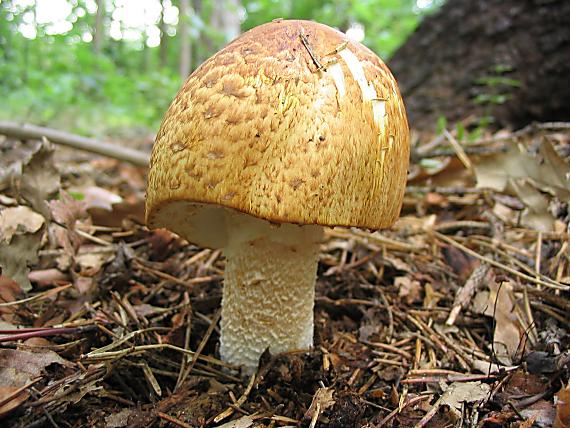 pečiarka obrovská. Agaricus augustus Fr.