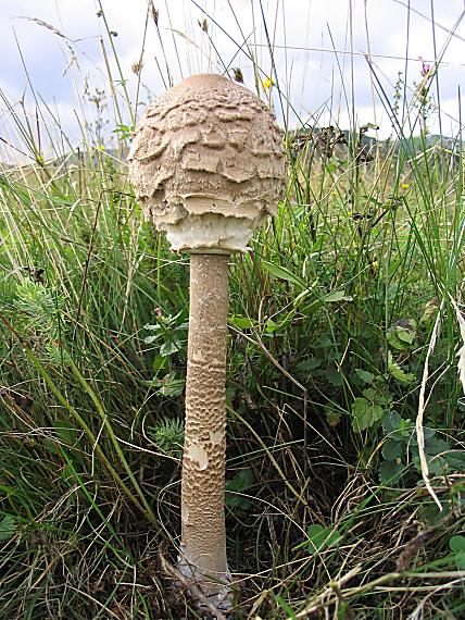 bedľa vysoká. Macrolepiota procera (Scop.) Singer