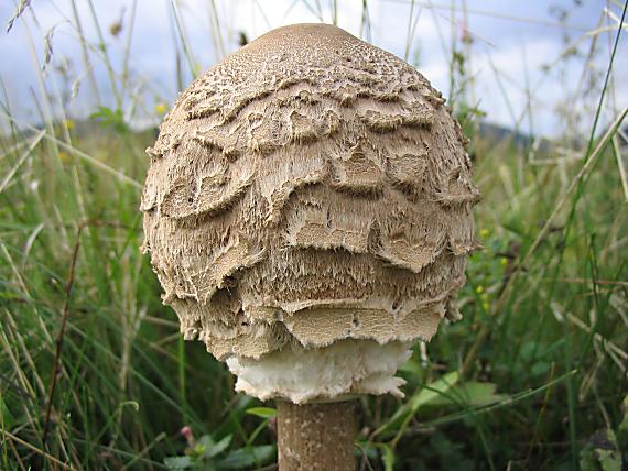 bedľa vysoká Macrolepiota procera (Scop.) Singer