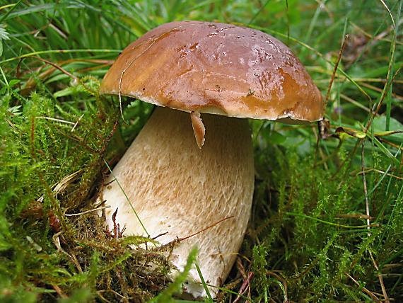 hríb smrekový Boletus edulis Bull.