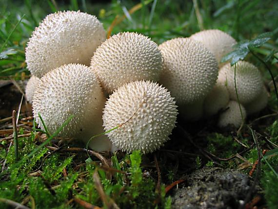 prášnica bradavičnatá Lycoperdon perlatum Pers.