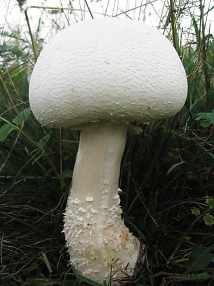 pečiarka poľná. Agaricus campestris L.