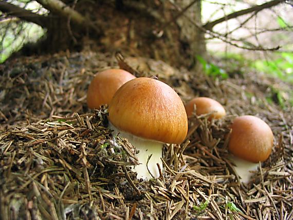 pavučinovec  Cortinarius sp.