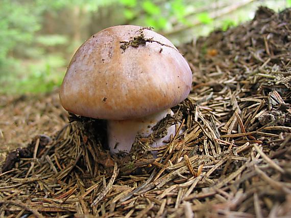 pavučinovec modrý Cortinarius caerulescens (Schaeff.) Fr.