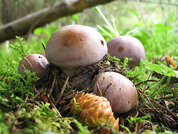 pavučinovec modrý Cortinarius caerulescens (Schaeff.) Fr.