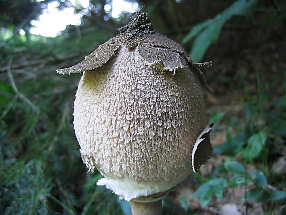 bedľa vysoká Macrolepiota procera (Scop.) Singer