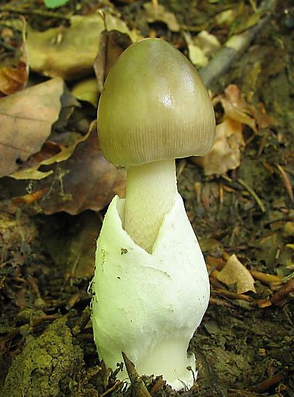 muchotrávka pošvatá! Amanita vaginata (Bull.) Lam.