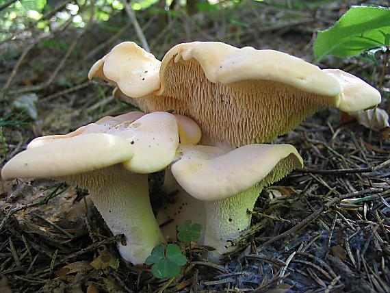 jelenka poprehýbaná. Hydnum repandum L.