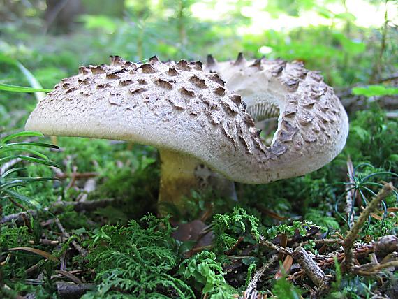 jelenkovec škridlicovitý Sarcodon imbricatus (L.) P. Karst.