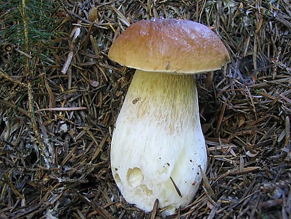 hríb smrekový. Boletus edulis Bull.